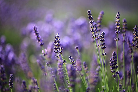 Lavender on My Mind